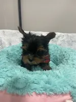 Bentley , a male Yorkshire Terrier for sale in Huttonsville, WV – 1 of 5