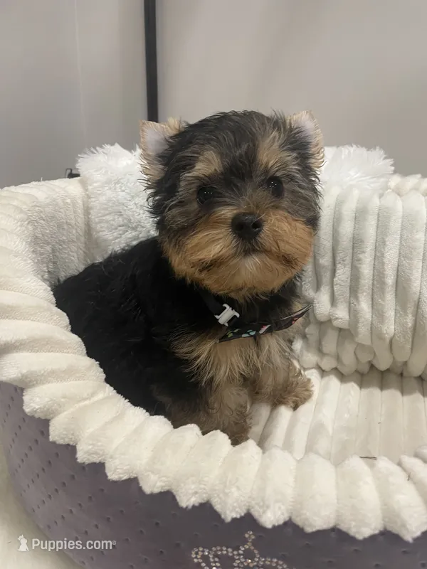 Lincoln  – Yorkshire Terrier puppy for sale in Belpre, OH