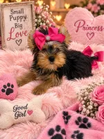 Blackwoods Delilah after dark , a female Yorkshire Terrier for sale in Belpre, OH – 1 of 4
