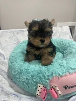 Lincoln , a male Yorkshire Terrier for sale in Huttonsville, WV – 4 of 4