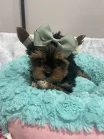 Chip, a male Yorkshire Terrier for sale in Huttonsville, WV – 6 of 6