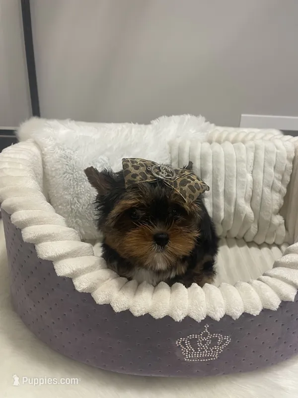Chip – Yorkshire Terrier puppy for sale in Belpre, OH