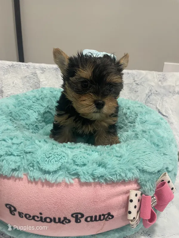 Lincoln  – Yorkshire Terrier puppy for sale in Huttonsville, WV