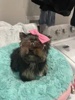 Beauty , a female Yorkshire Terrier for sale in Huttonsville, WV – 2 of 2