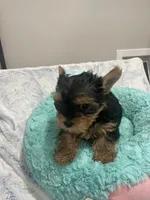 Lincoln , a male Yorkshire Terrier for sale in Huttonsville, WV – 3 of 4