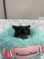 Bentley , a male Yorkshire Terrier for sale in Huttonsville, WV – 4 of 5