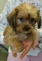 Pauly, a male Yorkipoo for sale in Burlington, MA – 1 of 3