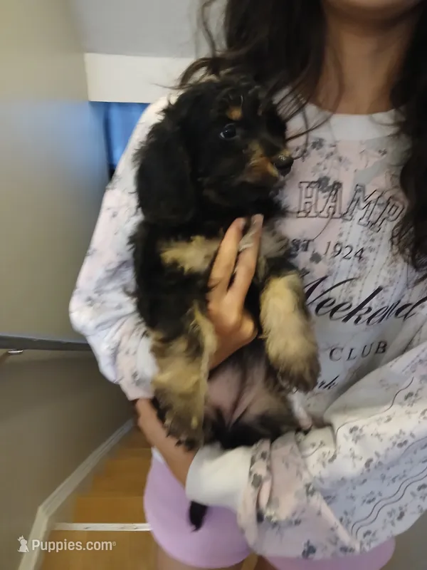 Lana – Doxiepoo puppy for sale in Salem, MA