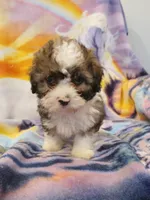 Pauly, a male Maltipoo for sale in Burlington, MA – Photo 1 of 2