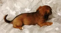 Olivia , a female Yorkipoo and Miniature Dachshund for sale in Burlington, MA – 2 of 2