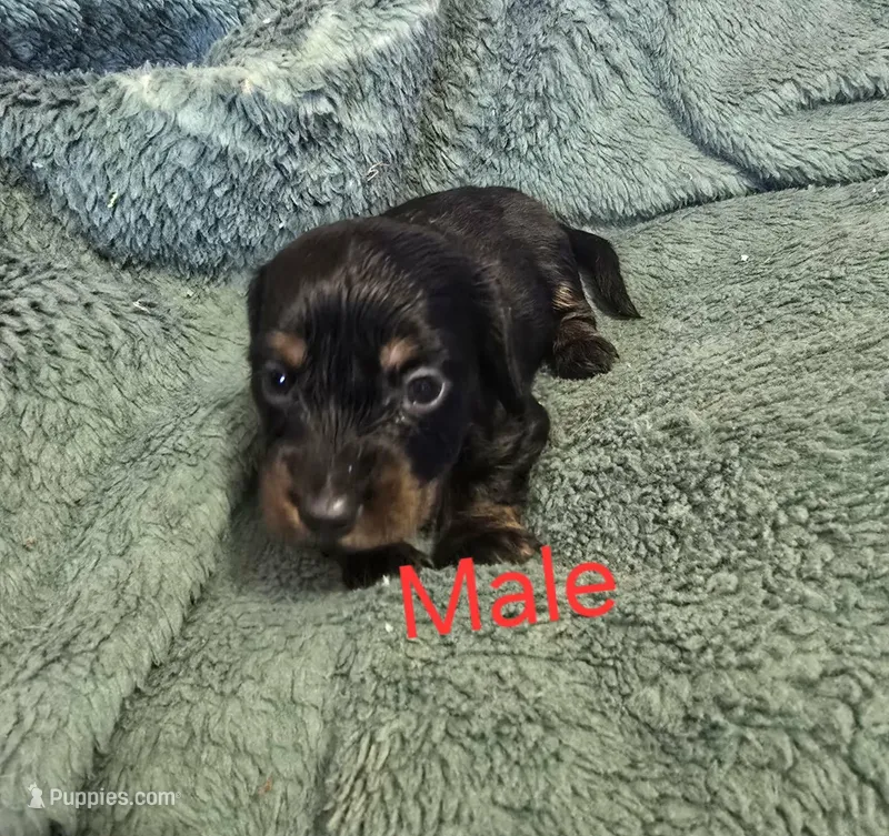 Vinny – Miniature Dachshund puppy for sale in Burlington, MA