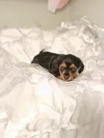 Vincent , a male Yorkipoo and Miniature Dachshund for sale in Burlington, MA – 2 of 2