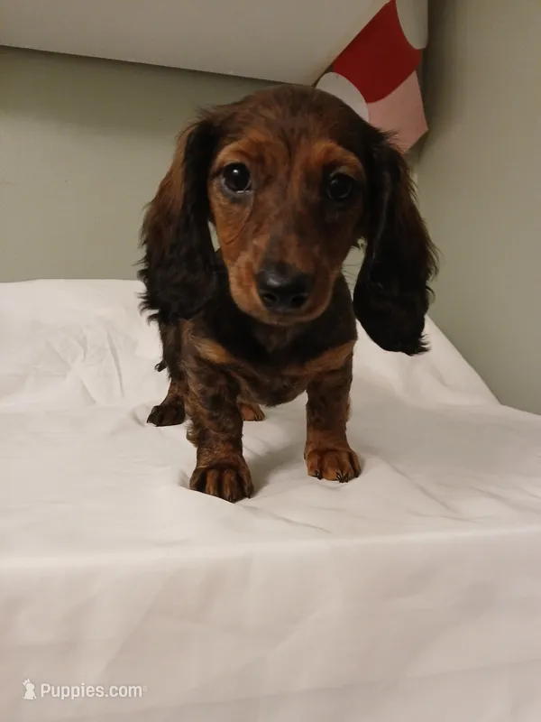 Mia – Miniature Dachshund puppy for sale in Burlington, MA