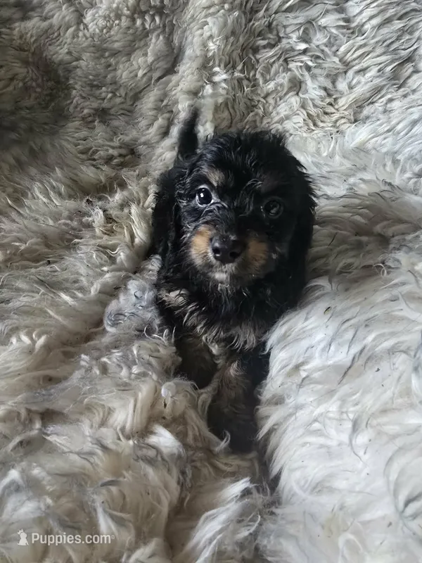 Ally – Bichon Frise, Doxiepoo puppy for sale in Burlington, MA