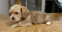 Chance, a male Yorkipoo and Miniature Dachshund for sale in Burlington, MA – 2 of 3