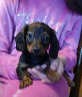 Mia, a female Miniature Dachshund for sale in Burlington, MA – Photo 1 of 3