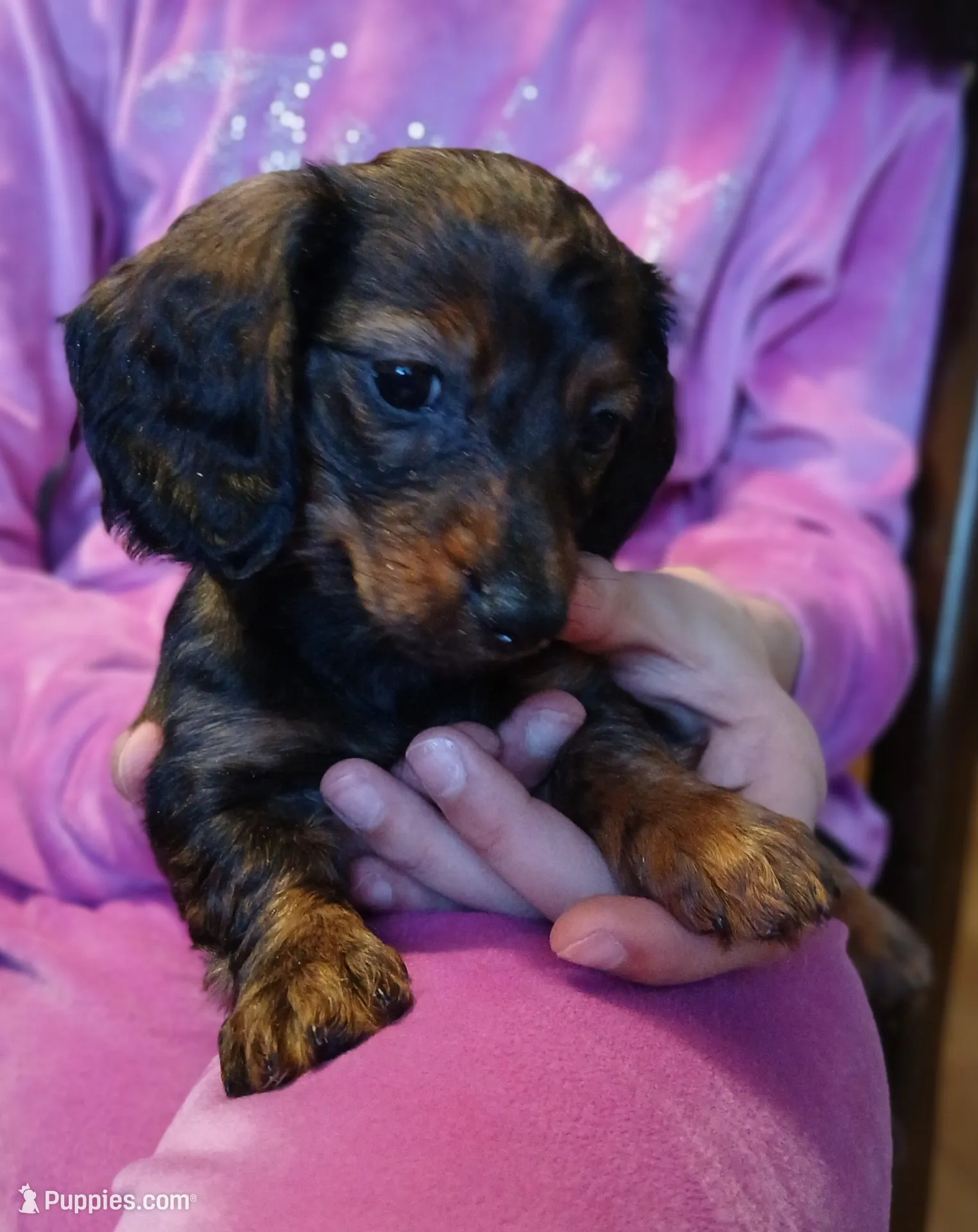 Mia, a female Miniature Dachshund for sale in Burlington, MA – Photo 2 of 3