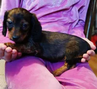 Mia, a female Miniature Dachshund for sale in Burlington, MA – Photo 3 of 3
