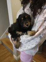 Lana, a female Doxiepoo for sale in Salem, MA – 2 of 2