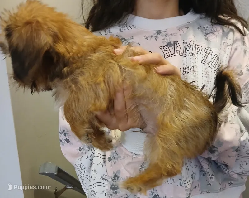 Pauly – Yorkshire Terrier, Poodle - Miniature  puppy for sale in Burlington, MA