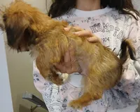 Pauly, a male Yorkshire Terrier and Poodle - Miniature  for sale in Burlington, MA – 1 of 2