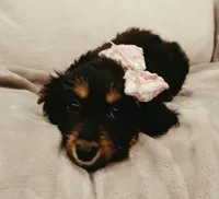 Lana , a female Poodle - Miniature  and Miniature Dachshund for sale in Burlington, MA – 2 of 3
