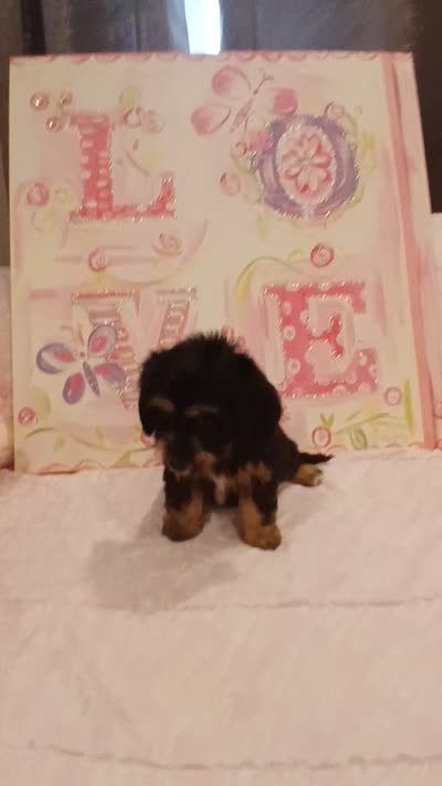 Ella, a female Doxiepoo for sale in Burlington, MA – 4 of 4
