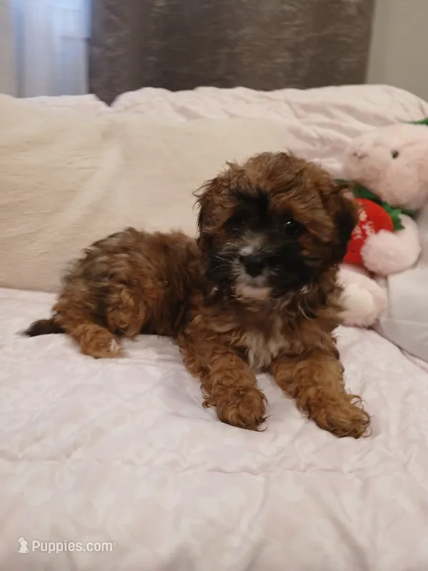 Cinnamon  – Poodle - Miniature  puppy for sale in Burlington, MA