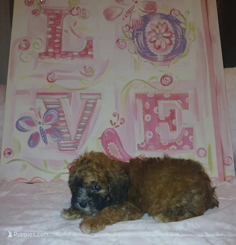 Cinnamon  – Doxiepoo puppy for sale in Burlington, MA