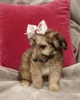 Bella, a female Poodle - Miniature  and Miniature Dachshund for sale in Burlington, MA – 3 of 3