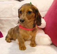 Ruby, a female Miniature Dachshund for sale in Burlington, MA – 2 of 3