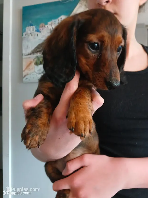Mia – Miniature Dachshund puppy for sale in Burlington, MA