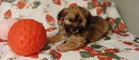 Jennie, a female Maltipoo for sale in Burlington, MA – Photo 2 of 2