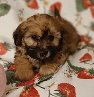 Jennie, a female Maltipoo for sale in Burlington, MA – Photo 1 of 2