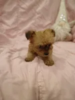 Star, a female Yorkipoo for sale in Burlington, MA – Photo 2 of 2