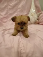 Star, a female Yorkipoo for sale in Burlington, MA – Photo 1 of 2