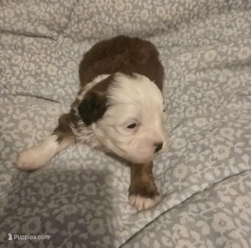 Lucky – Maltipoo puppy for sale in Burlington, MA