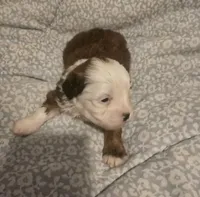 Lucky, a male Maltipoo for sale in Burlington, MA – 1 of 2