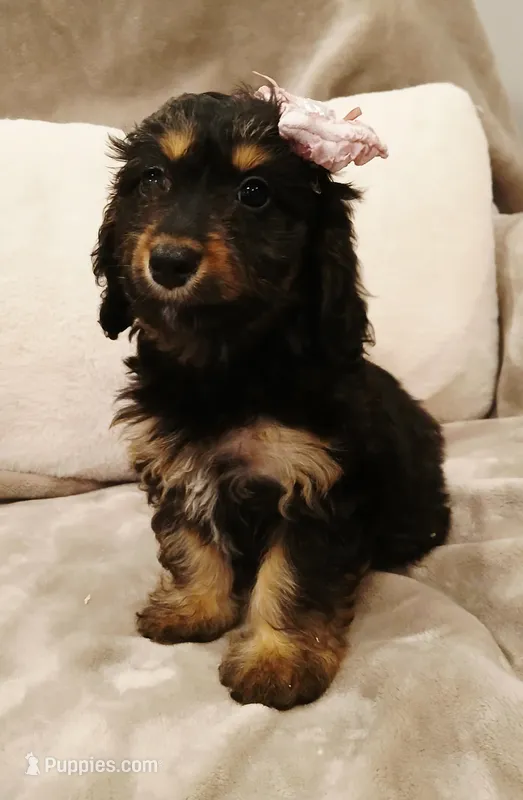 Lana – Poodle - Miniature , Miniature Dachshund puppy for sale in Salem, MA