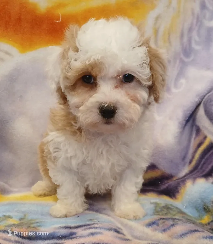 Leo, a male Maltipoo for sale in Burlington, MA – Photo 1 of 1