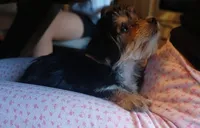 Kiki, a female Doxiepoo and Yorkshire Terrier for sale in Burlington, MA – 3 of 3