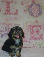 Ella, a female Doxiepoo for sale in Burlington, MA – 2 of 4