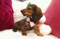 Mia, a female Miniature Dachshund for sale in Burlington, MA – 2 of 3