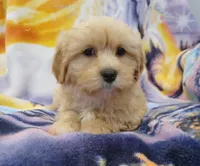 Olly, a male Maltipoo for sale in Burlington, MA – Photo 2 of 2