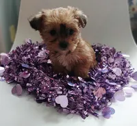 Star, a female Yorkipoo for sale in Burlington, MA – Photo 1 of 2