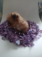 Star, a female Yorkipoo for sale in Burlington, MA – Photo 2 of 2