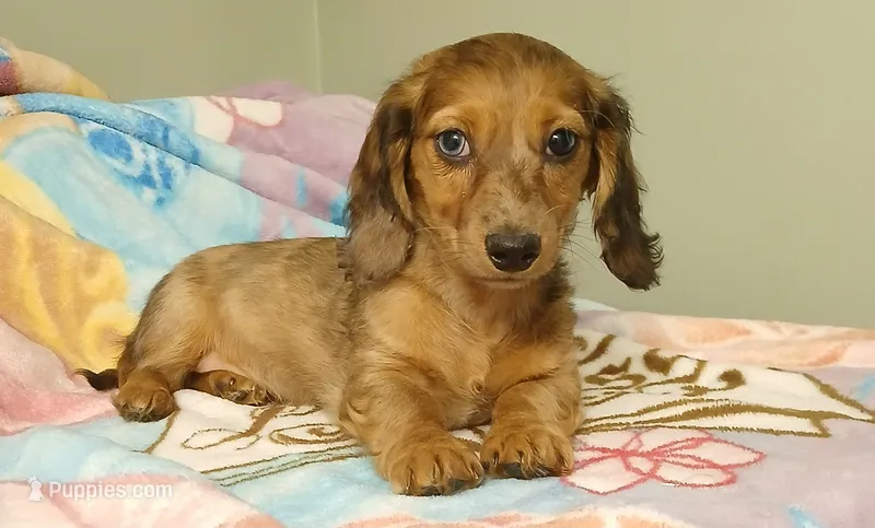Ruby – Miniature Dachshund puppy for sale in Peabody, MA