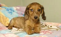 Ruby, a female Miniature Dachshund for sale in Peabody, MA – 1 of 2