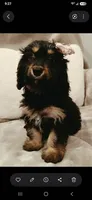 Lana, a female Poodle - Miniature  for sale in Burlington, MA – 2 of 2