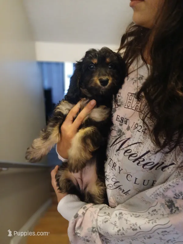 Lana – Poodle - Miniature  puppy for sale in Burlington, MA